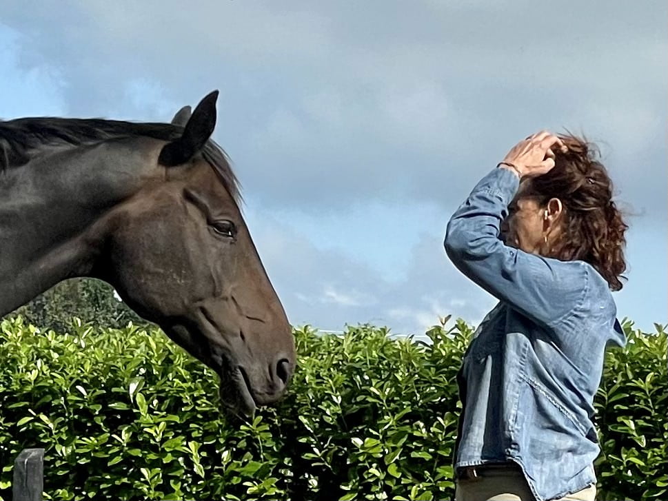 Coaching met paarden